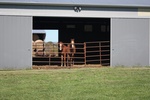 Two colts peering out of arena area of barn